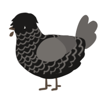 A sable and grey chicken with a lace pattern