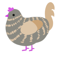 Broom, a ash and beige chicken with a bar pattern