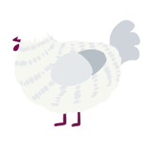 A white and mist chicken with a bar pattern