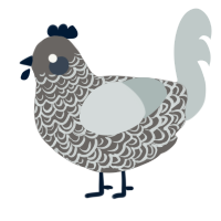 A grey and silver chicken with a double-lace pattern
