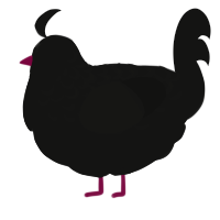 A black chicken with a half-lace pattern