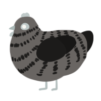 A grey and sable chicken with a bar pattern