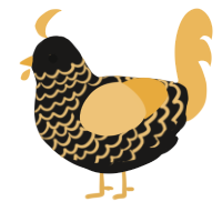 fools gold, a sable and honey chicken with a lace pattern