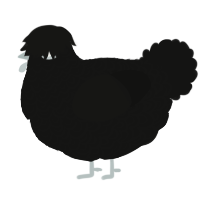 A black chicken with a double-lace pattern