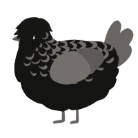 (unnamed), a black and grey chicken with a half-lace pattern