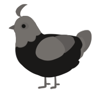 A sable and grey chicken with a head pattern