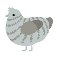 A silver and ash chicken with a bar pattern