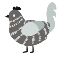 (unnamed), a grey and silver chicken with a bar pattern
