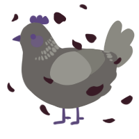 Ludovico, a grey and ash chicken with a neck-band pattern