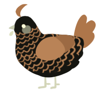 Hot chocolate, a black and brown chicken with a lace pattern