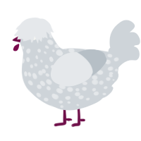 Informer, a mist chicken with a speckle pattern