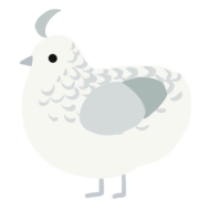 Mist, a white and silver chicken with a half-lace pattern