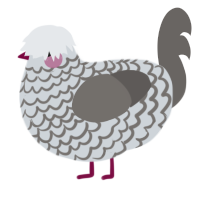 Chain, a mist and grey chicken with a lace pattern
