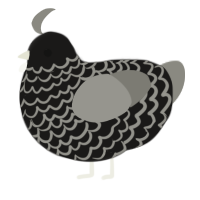 (unnamed), a sable and ash chicken with a lace pattern