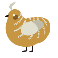 Alicja, a gold and silver chicken with a half-bar pattern