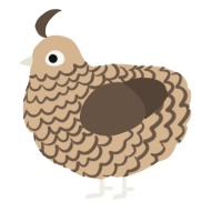 Telemachus, a beige and bark chicken with a lace pattern