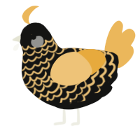 Plantern, a black and honey chicken with a lace pattern