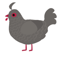 Kimochi, a grey chicken with a lace pattern