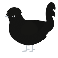 A black chicken with a double-lace pattern