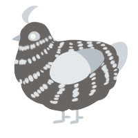 (unnamed), a grey and mist chicken with a bar pattern