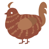 orderve, a russet and brown chicken with a bar pattern