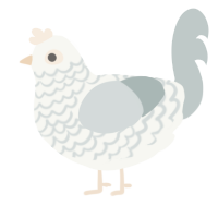 Latte, a white and silver chicken with a lace pattern