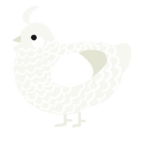 A white chicken with a lace pattern