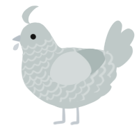 Silver Dollar, a silver chicken with a lace pattern