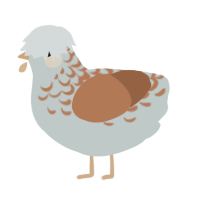 Melchior, a silver and brown chicken with a half-lace pattern