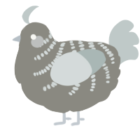 Kevin, a ash and silver chicken with a half-bar pattern
