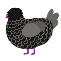 (unnamed), a black and grey chicken with a lace pattern