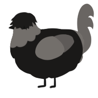 Shei, a sable and grey chicken with a head pattern