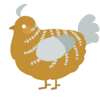 Pau, a gold and silver chicken with a half-bar pattern