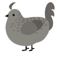 Dust, a ash and grey chicken with a half-lace pattern