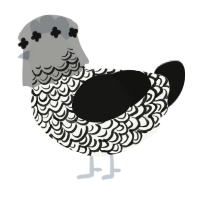 diana, a white and black chicken with a double-lace pattern
