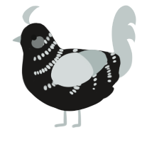 A sable and silver chicken with a half-bar pattern