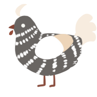 Dust, a grey and cream chicken with a bar pattern