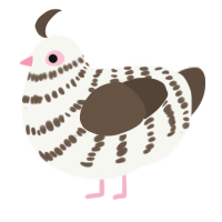 A white and bark chicken with a bar pattern