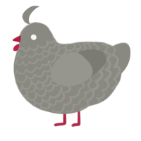 Bejewelled, a ash chicken with a lace pattern