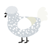 A mist and white chicken with a speckle pattern