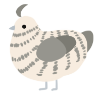 A cream and ash chicken with a bar pattern