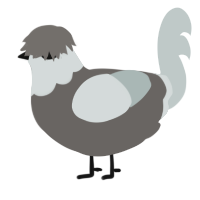 A grey and silver chicken with a head pattern