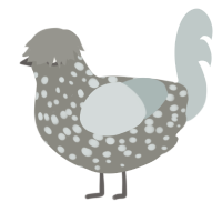 A ash and silver chicken with a speckle pattern