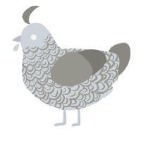 A mist and ash chicken with a double-lace pattern
