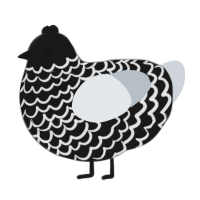 A sable and mist chicken with a lace pattern