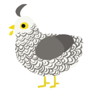 A white and grey chicken with a double-lace pattern