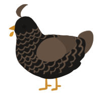 A sable and bark chicken with a lace pattern