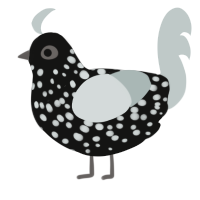 A black and silver chicken with a speckle pattern