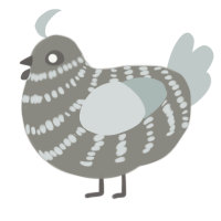 A ash and silver chicken with a bar pattern