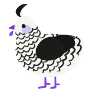 A white and sable chicken with a lace pattern